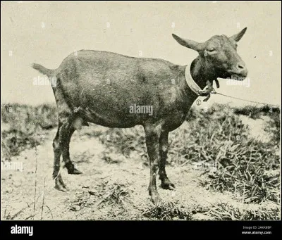 Quel est le bébé de la chévre ?