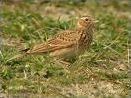 Quiz Oiseaux