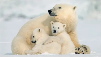 On trouve des ours polaires en Laponie.