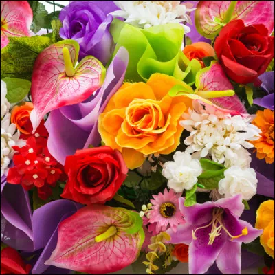 Le geai est une fleur de couleur noire.