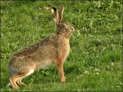 La hase est la femelle du lièvre.