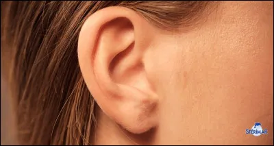 Comment dit-on "les oreilles" en allemand ?