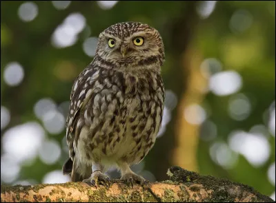 Chou comme chouette : quelle est la chouette en photo ?