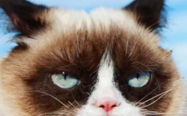Quiz Animaux bizarres