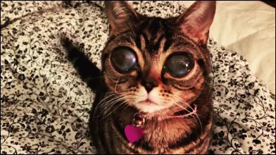 Ce chat est connu pour avoir des yeux dits "d'alien". Comment s'appelle-t-il ?