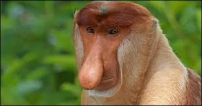 De quelle famille le nasique fait-il partie avec son dr&ocirc;le de nez ?