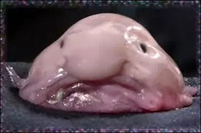 Animal INCONTOURNABLE chez les abominations, regardez sa t&ecirc;te ! Son corps ! Tout ! Voici le...blobfish. Dans quel milieu vit-il ?