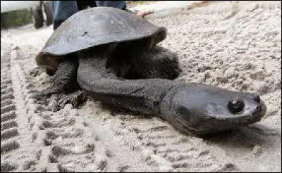 Parce que les tortues, ces pilleuses de salade ne suffisaient pas, il fallait en rajouter avec un cou comme &ccedil;a ? Dans quel pays vit cette tortue particuli&egrave;re ?