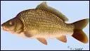Quel poisson d'eau douce sdentaire peut-tre 'commun', 'miroir', 'cuir'ou 'chinois' ?