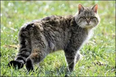 À l'état sauvage, quelle est leur espérance de vie ?