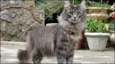 Comment se nomme cette race ?