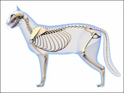 En moyenne, de combien d'os est constitué leur squelette ?