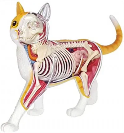 Parmi ces organes, lequel n'ont-ils pas ?