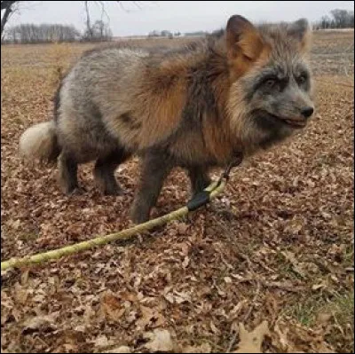 Quelle est sa particularité ?