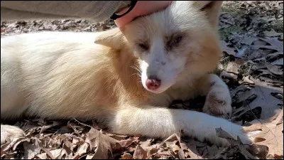 Comment se nomme ce renard ?