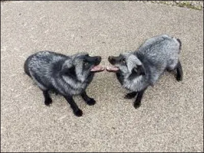 Qui sont ces renards ?