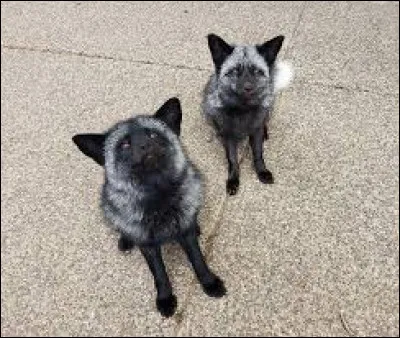 Quelle est leur race ?