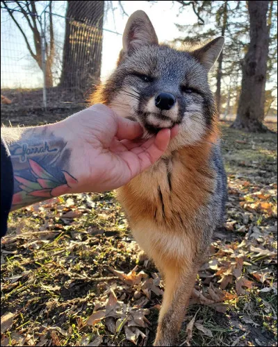 Quelle est la race de ce renard ?