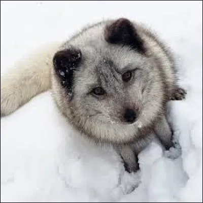 Et quelle est cette race ?