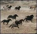 Wild Horses