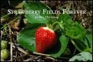 Strawberry Fields Forever.