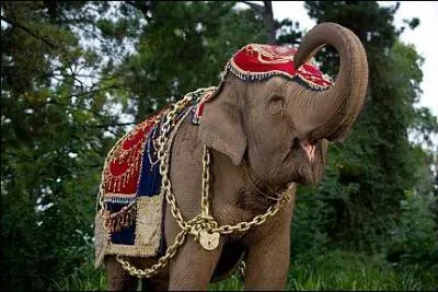 Comment s'appelle cette 'lphante' ?