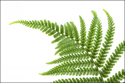 Quel est le mois où tu fêtes ton anniversaire ?