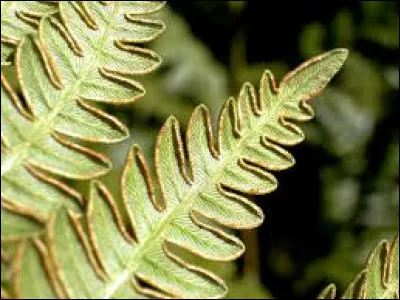 À quelle vitesse grandirais-tu ?