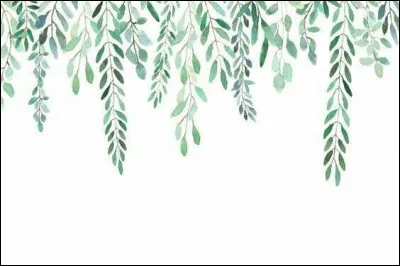 Quelle serait la taille de tes feuilles ?