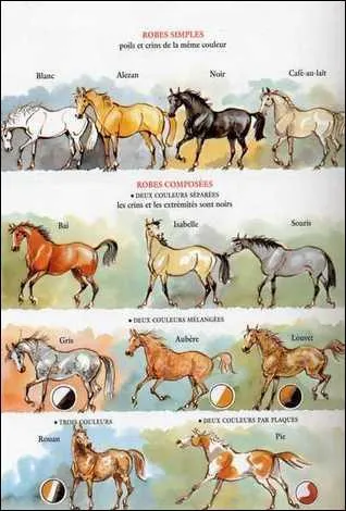 Citer les robes de la catégorie B. I. S.