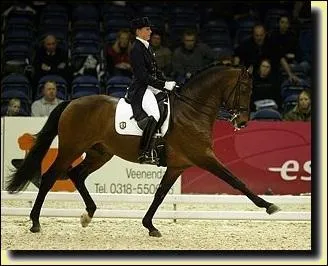 Et pour le cheval et son dressage, que porte-t-on ?