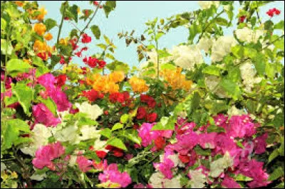 "Le pouvoir des fleurs" est une chanson d'Alain Souchon.