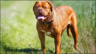 Ce chien est un Mâtin de Naples.