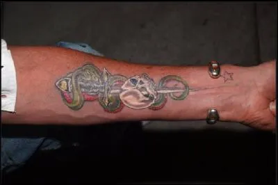 A qui appartient cet avant bras tatou ?