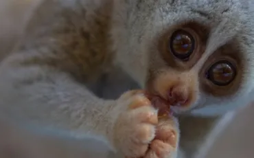 Quiz Animaux