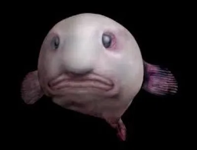 Où aurons-nous le plus de chance de voir le blobfish ?