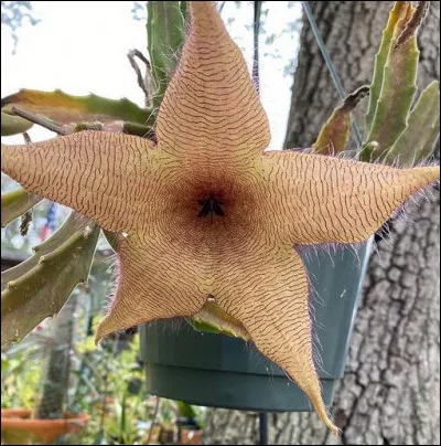 Venir jusqu'en Afrique du sud pour s'taper la "stapellia gigantea", avouez que c'est pas de chance ! Mais que sent-elle ?