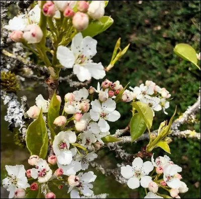 L'odeur du "poirier de Bradford" ne s'oublie pas, et pour cause : elle ressemble à s'y méprendre à celle ...