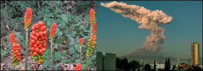 Si tous les chemins mènent à l'arum tacheté, ce n'est pas grâce à son odeur, qui est celle du ...