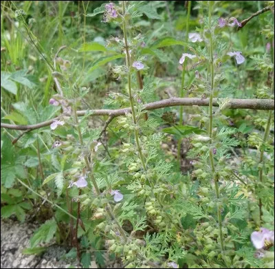 Si on l'appelle la "germandrée des [...]", c'est parce qu'ils en détestent son odeur persistante [...]