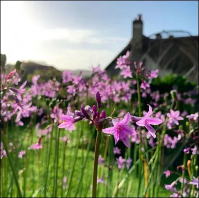Le parfum des "tulbaghias violacées" pourrait à lui seul venir à bout de/des ... : c'est le même que celui de ... !