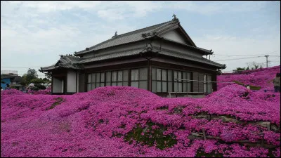 Si c'est au Japon, vos "phlox mousses" attireront des touristes : en Georgie, vous recevrez la visite de la maréchaussée (pour ne pas dire des flics...). Pour quelle raison ?