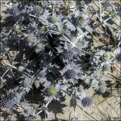 Non seulement il ne vaut mieux pas y mettre les pieds nus en allant à la plage, mais il faut se boucher le nez avec le ... : il sent la crotte de canidé !