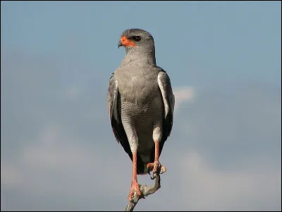 Court-circuit, c'est le...
