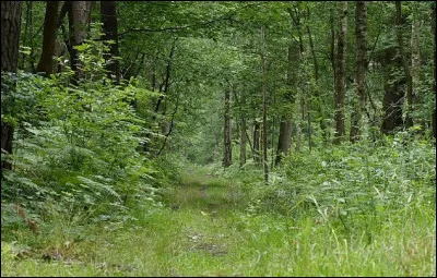 Qui est l'auteure-compositrice et interprète de la chanson ''Au bois de Saint-Amand'' ?
