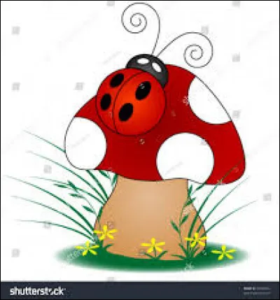 Met-on des champignons dans la ficelle picarde ?