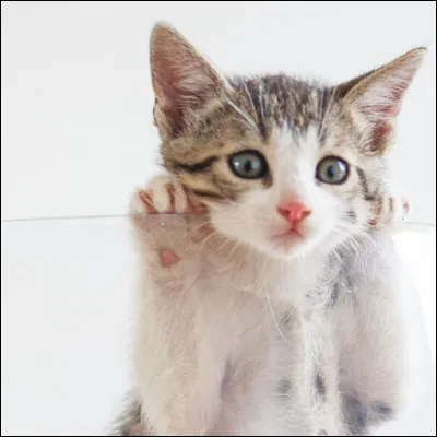 Le mot chat se traduit par....