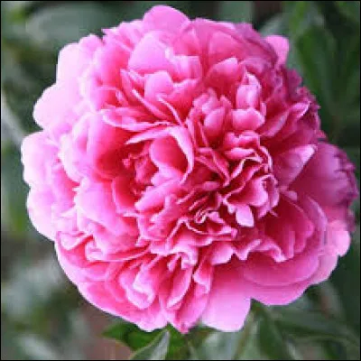 « On nous prend faut pas déconner dès quon est nés / Pour des cons alors quon est (des) foules sentimentales... » 
"Foule sentimentale", chanson d'Alain Souchon (1993).

La paranomase est une figure de style qui consiste à rapprocher des paronymes. 
(paronyme=mot qui ressemble à un autre)

Cochez sur un autre exemple de paronomase :