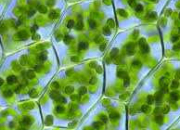 Quiz Les grains de chlorophylle