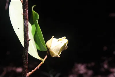 Comment se nomme le frère de Kirua qui lui a placé une épingle dans la tête ?